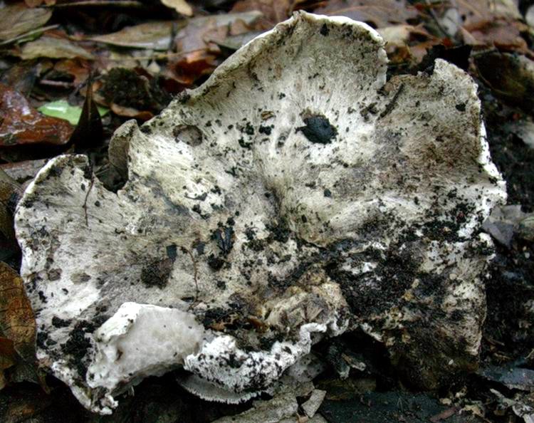 1215 Gennaio vecchio ritrovamento